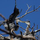 great blue heron fledgling