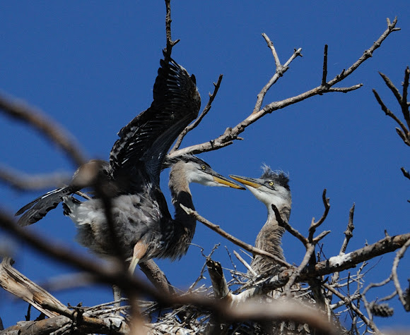 Spotting Image 1