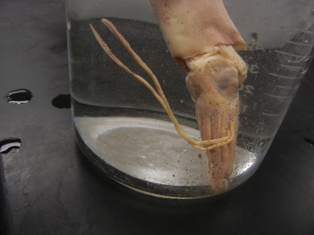 squid_in_beaker.JPG