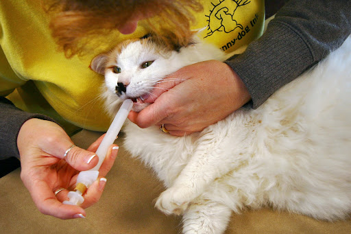 Beware of clues: Dogs pant to exchange cooler outside air with the warm humid air in their lungs, while cats don’t usually pant until they are overwhelmed by the heat. Beware of clues: Dogs pant to exchange cooler outside air with the warm humid air in their lungs, while cats don’t usually pant until they are overwhelmed by the heat.