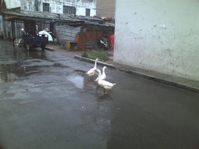 09030936 (Medium).jpg