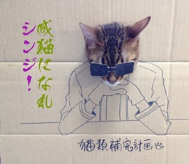 Best Cat Cosplay Ever!