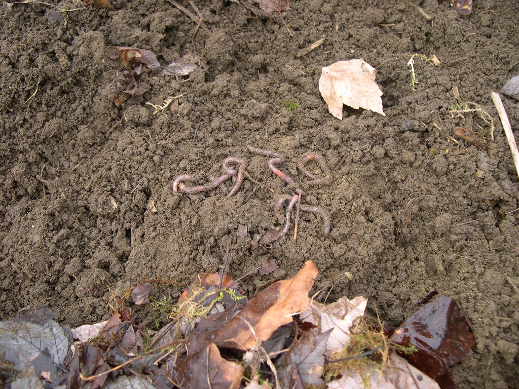 [earthworms-and-leaf-mulch3.jpg]