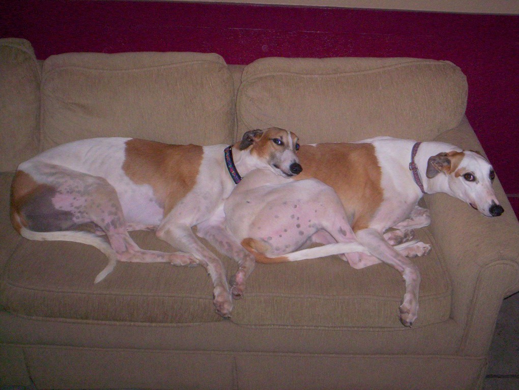 [Dogs%2520and%2520Pine%2520Lake%2520007%255B3%255D.jpg]