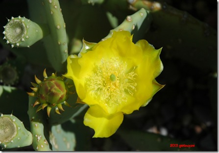 cactus 3 cactus 3
