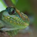 Knight Anole