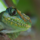 Knight Anole
