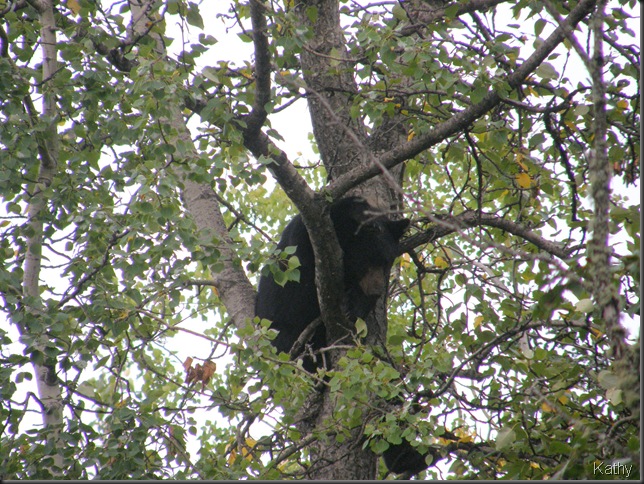 Black Bear in a tree