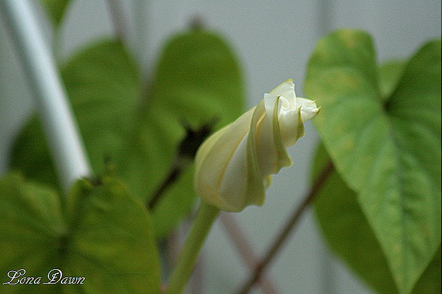 [Moonvine_Bloom%255B8%255D.jpg]