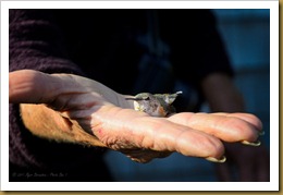 - Rufous in Hand D7K_9275 November 20, 2011 NIKON D7000