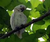 Some sort of parrot, not in the Asian field guide. Escaped pet? Pasir Ris mangrove swamp.