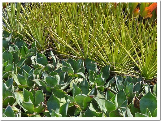 111001_succulent_gardens_65 111001_succulent_gardens_65