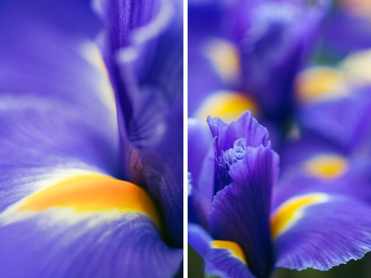 iris dip iris dip