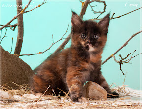 Фото котенка мейн-кун Frida возраст 6 недель | Питомник Grey Claw`s