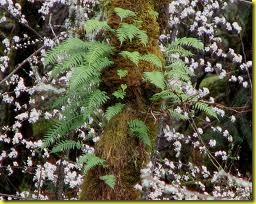 fern fern