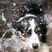 bonny_im_wasser.jpg