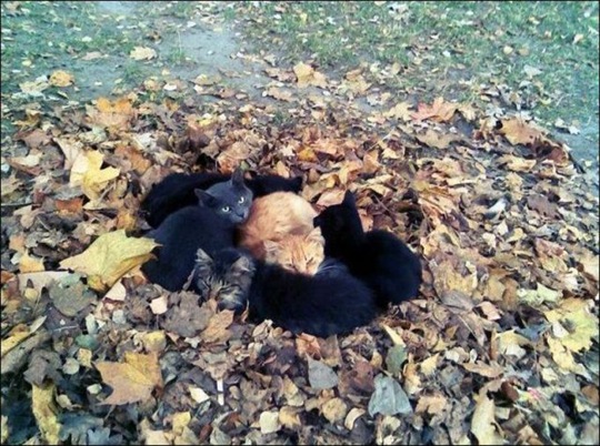[funny-animals-cute-8%255B2%255D.jpg]