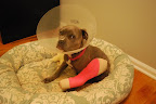 Trip's X-rays showed a fractured growth plate above the back left knee.