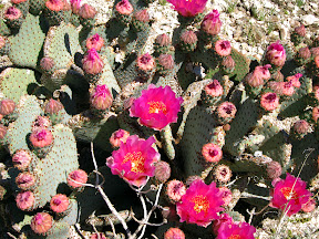Beavertail Cactus blooms with many more to come in RockHouse Canyon
