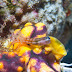 Bath's blenny - Photo (c) 104623964081378888743, some rights reserved (CC BY-NC-SA)
