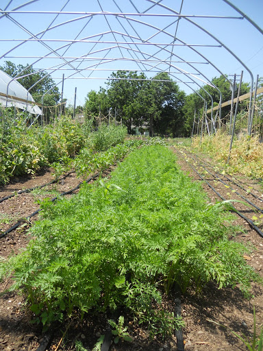 The Millsap's growing row of carrots.
(Photo credit: Samuel Crowe)