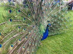 peacock3
