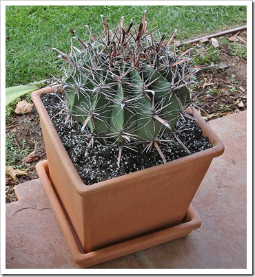110611_Ferocactus-wislizenii_07 110611_Ferocactus-wislizenii_07