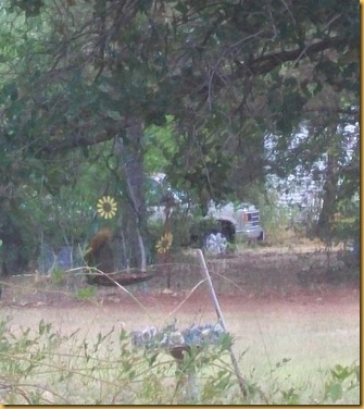 squirrel in bird feeder