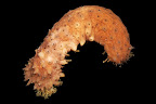 Holothuria difficilis. La Réunion.