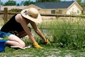 [weeding%255B3%255D.jpg]