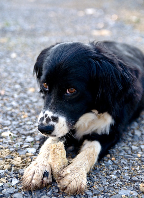 [dog%2520corncob-25%255B1%255D.jpg]