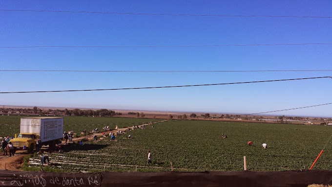 Baja farm workers 20131226_095316.jpg