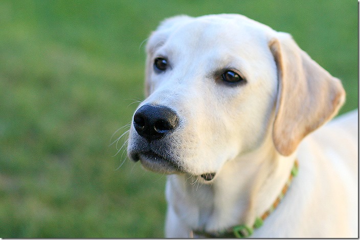 webDukethedog webDukethedog