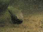 Eel: in a cloud of silt