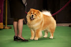 And then there's Kelin's Highland Mystic who has a very different coloring. Hmmm....I wonder what the judges are looking for exactly? Oh, why even question it? They're looking for a Chow Chow just like me!!! And then there's Kelin's Highland Mystic who has a very different coloring. Hmmm....I wonder what the judges are looking for exactly? Oh, why even question it? They're looking for a Chow Chow just like me!!!