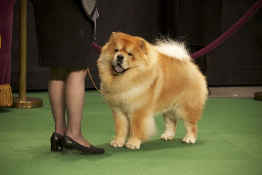 And then there's Kelin's Highland Mystic who has a very different coloring. Hmmm....I wonder what the judges are looking for exactly? Oh, why even question it? They're looking for a Chow Chow just like me!!! And then there's Kelin's Highland Mystic who has a very different coloring. Hmmm....I wonder what the judges are looking for exactly? Oh, why even question it? They're looking for a Chow Chow just like me!!!