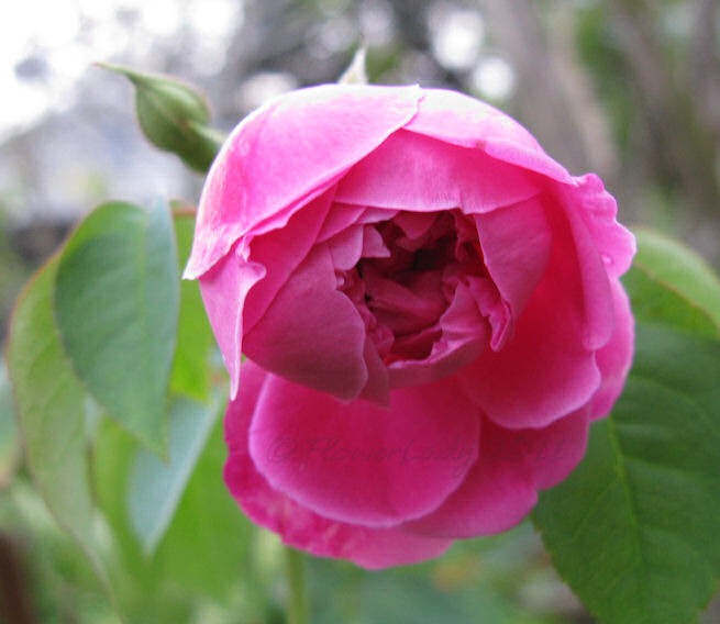 [12-09-maggie3%255B4%255D.jpg]