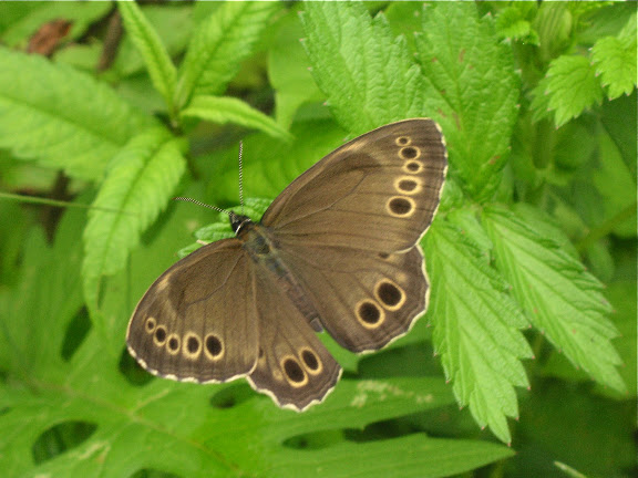 Lopinga achine achinoides BUTLER, 1878. Près d'Andreevka (Primorskij Kraj, Russie), 7 juillet 2011. Photo : J. Michel