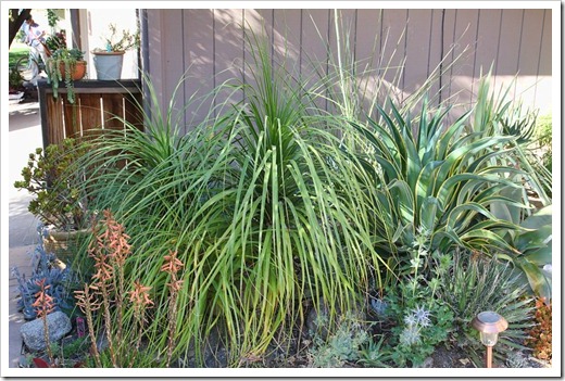 120520_Beaucarnea-recurvata2
