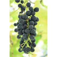 [vineyards-grapes.png]