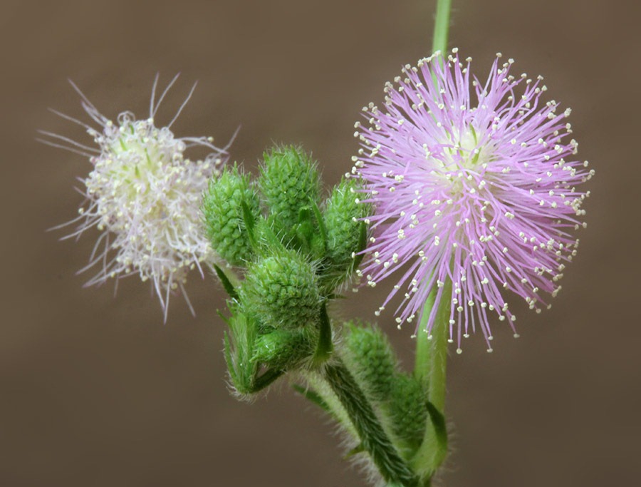 [110929_Mimosa-pudica_133.jpg]