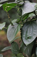 DSC_5916.JPG