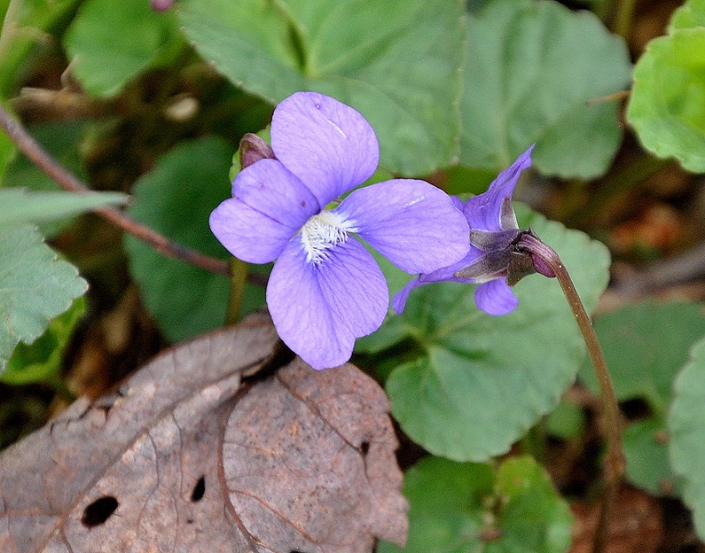 [04---Spring-Wildflowers---Violets---%255B1%255D.jpg]