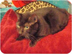 Sonny, from Chatsworth, California. Sonny is already neutered and needs immediate rescue through West Valley Animal Care Center - Los Angeles Animal Services. Sonny, from Chatsworth, California. Sonny is already neutered and needs immediate rescue through West Valley Animal Care Center - Los Angeles Animal Services.