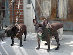 While we Frenchies may not be the first breed to be associated with St. Patrick's Day, it is true that the French do celebrate the holiday.