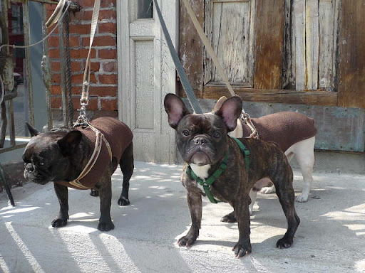 While we Frenchies may not be the first breed to be associated with St. Patrick's Day, it is true that the French do celebrate the holiday.
