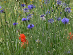 Kornblumen