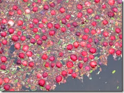 cranberry bog 13