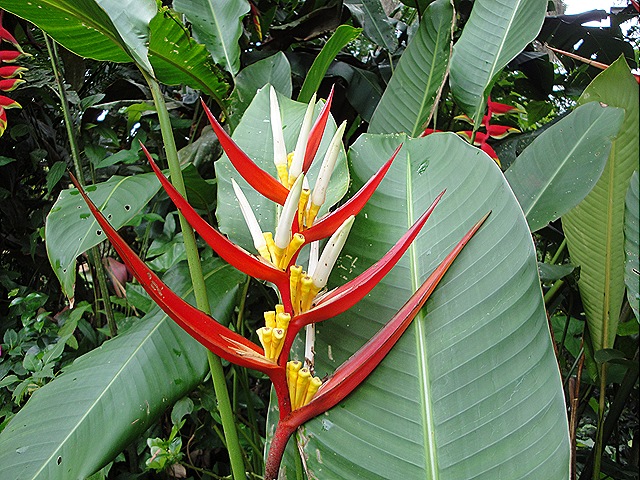 [Helicnia02dez094.jpg]