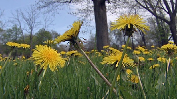 [dandelion-cu%255B4%255D.jpg]